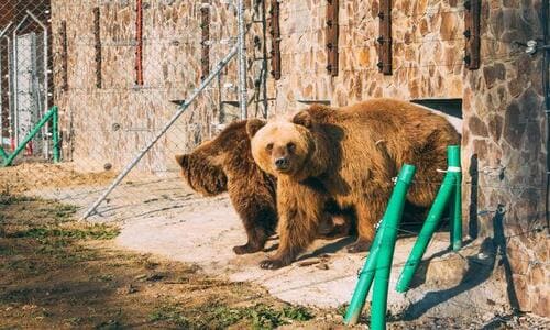 Ведмежий притулок Домажир де знаходиться